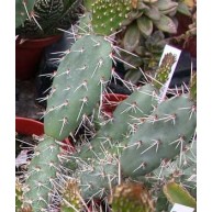 Opuntia phaeacantha DJF970.18  Fremont Co. Co.