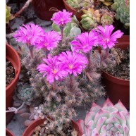 Trichodiadema densum