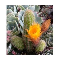 X Chamaelobivia Iris Myers