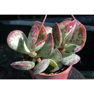 Adromischus maculatus Skittery Kloof Zwartnuggens Mts.