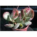 Adromischus maculatus Skittery Kloof Zwartnuggens Mts.