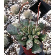 Adromischus cooperi