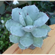 Agave potatorum verschafeldtii