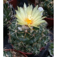Coryphantha pycnantha 9cm pot