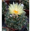 Coryphantha pycnantha 9cm pot