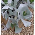 Cotyledon ausana