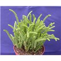 Crassula lycopodioides f. acuminata