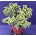 Crassula rupestris