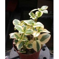 Crassula sarmentosa f.  Variegata