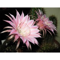 Echinopsis Shirley