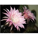 Echinopsis Shirley