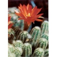 Chamaecereus silvestrii 9cm pots