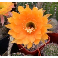 Echinopsis Impulse