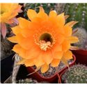 Echinopsis Impulse