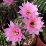 Echinopsis Ishtar