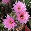 Echinopsis Ishtar