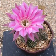 Echinopsis Lilac Lines