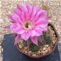 Echinopsis Lilac Lines
