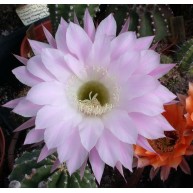 Echinopsis Princess Ann