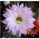 Echinopsis Princess Ann