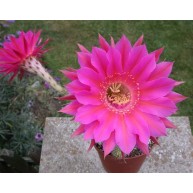 Echinopsis Sorceress