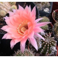 Echinopsis Spring Blush