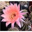 Echinopsis Spring Blush