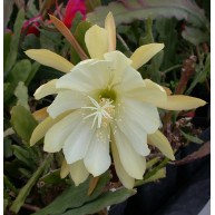 Epiphyllum crenatum v. Chichicastenango
