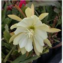 Epiphyllum crenatum v. Chichicastenango