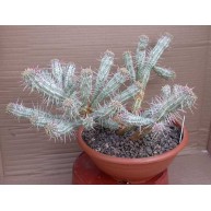 Euphorbia mammillaris variegata