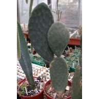 Opuntia ficus indica 10cm pot