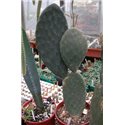 Opuntia ficus indica 10cm pot