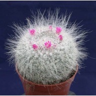 Mammillaria hahniana 6cm pots