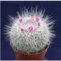 Mammillaria hahniana 6cm pots