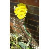 Opuntia phaeacantha SB1070  Larimer Co.