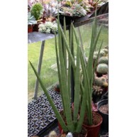 Sansevieria cylindrica