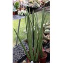 Sansevieria cylindrica
