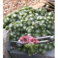 Sempervivum arachnoideum