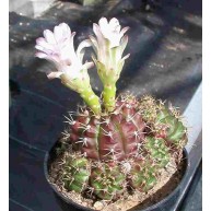 Gymnocalycium damsii f. tucavosense