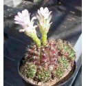 Gymnocalycium damsii f. tucavosense