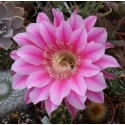 Echinopsis Elegant Lady X