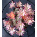Rebutia Candy Stripe