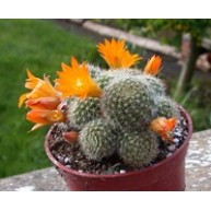 Rebutia fabrisii aureiflora WR687