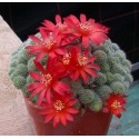Rebutia fabrisii