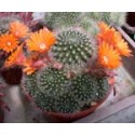 Rebutia flavistyla