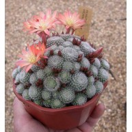 Rebutia Pearly Pink