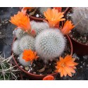 Rebutia Orange Ice
