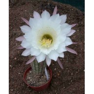 Echinopsis kermesina X purpureopilosus 9cm pots