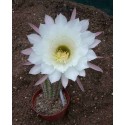 Echinopsis kermesina X purpureopilosus 9cm pots