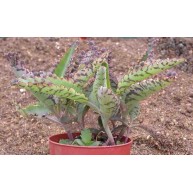 Kalanchoe diagremontianumm